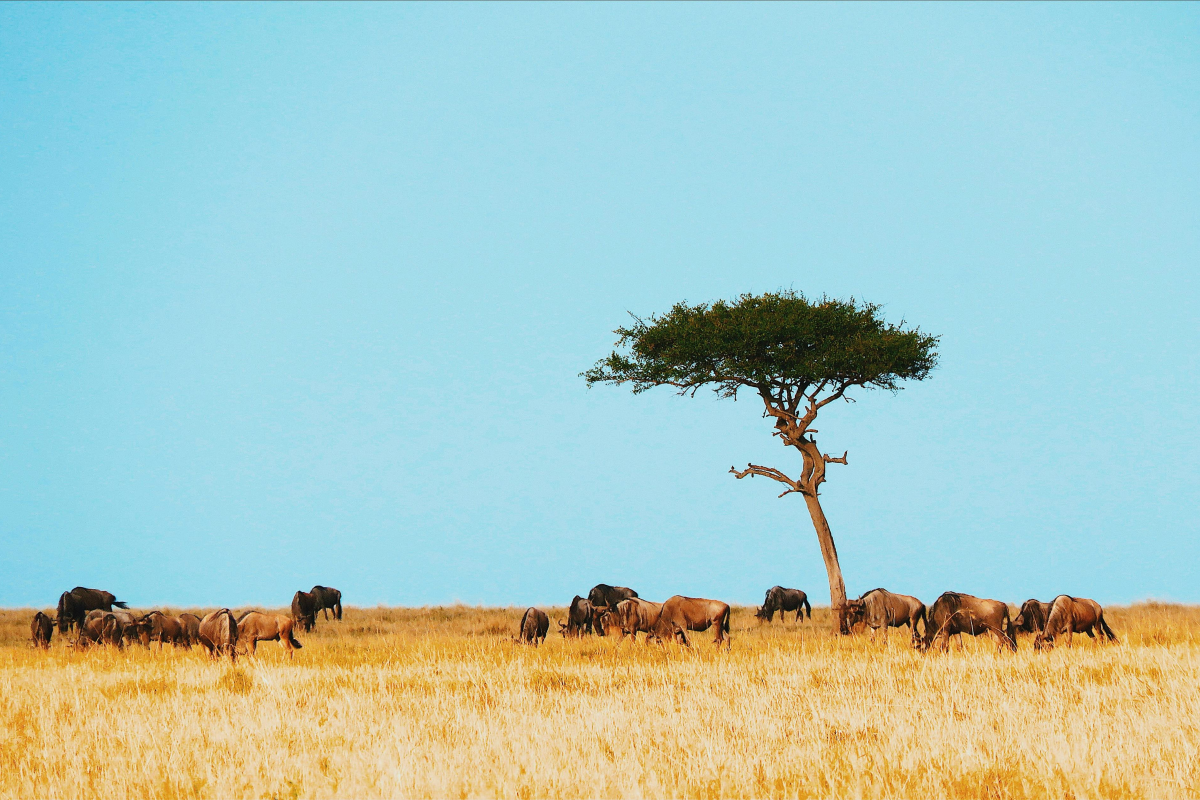 mto wa umbu (3).webp